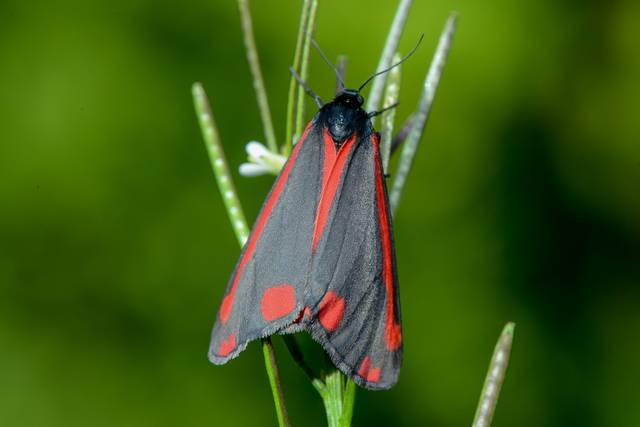 Papillon goutte de sang