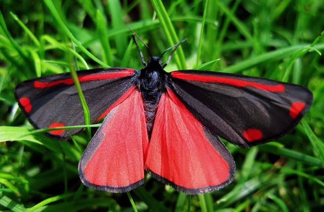 Papillon goutte de sang