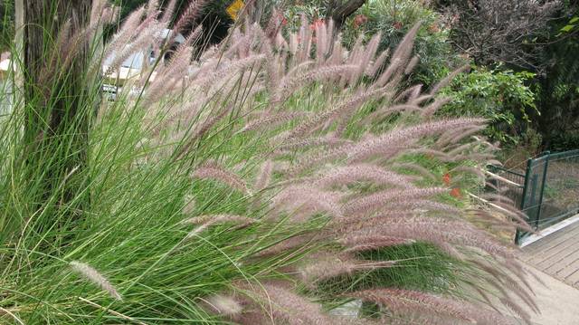 Pennisetum alopecuroides