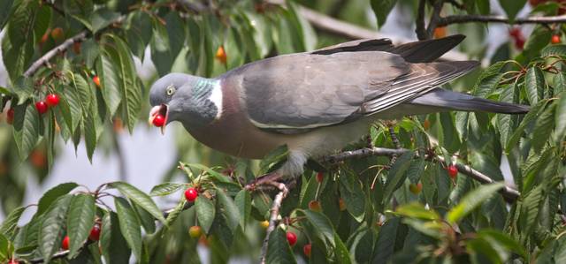 Pigeon ramier se nourrissant de cerises