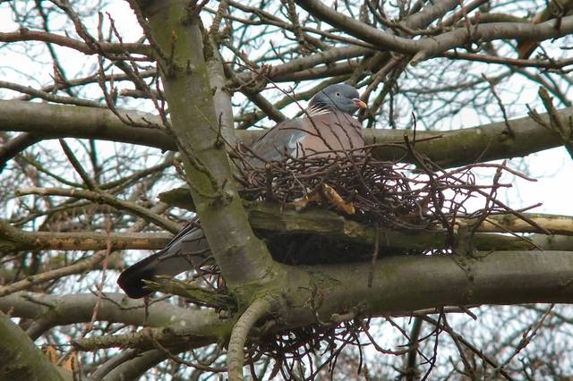 Pigeon ramier au nid