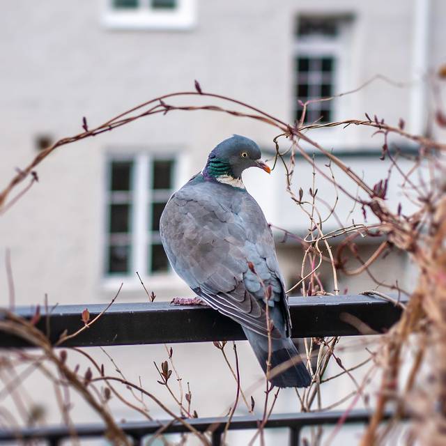 Pigeon ramier en ville