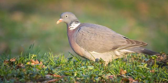 Pigeon ramier