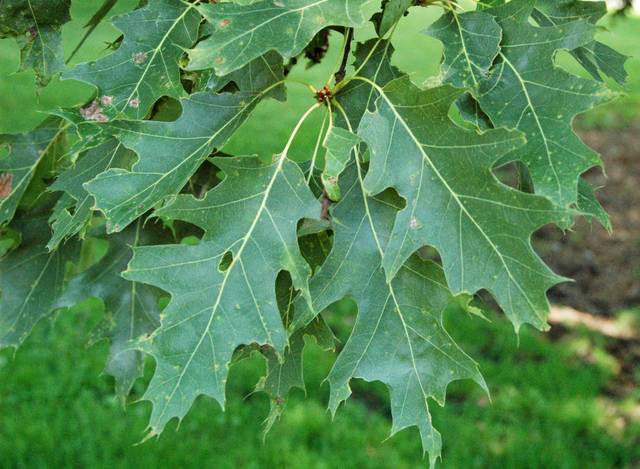 Quercus rubra : feuillage vert en été