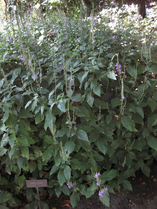 Rungia klossii, plante champignon