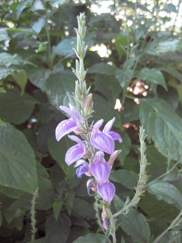 Rungia klossii, plante champignon : fleurs
