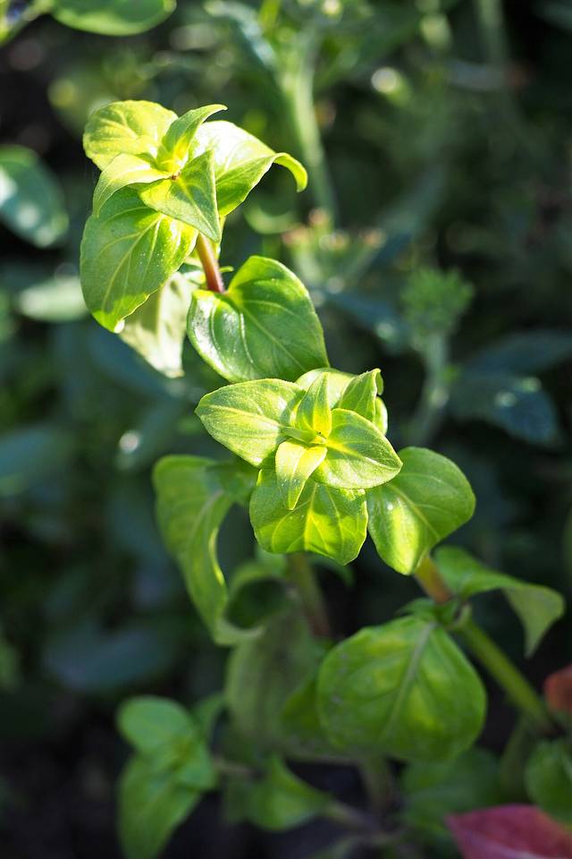 Rungia klossii, plante champignon