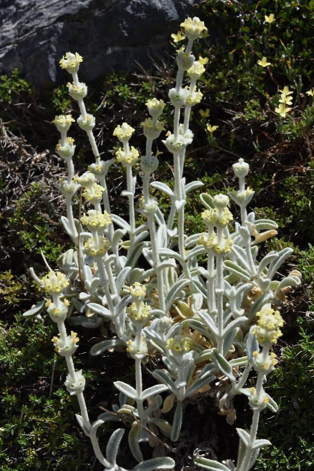 Sideritis syriaca, thé des montagnes