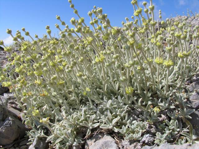 Sideritis syriaca