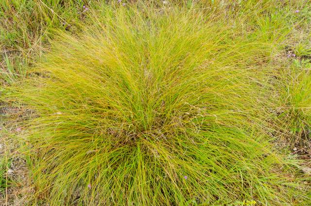 Sporobolus heterolepis