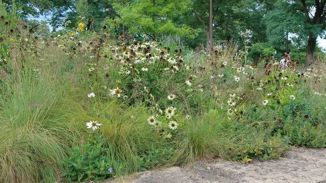 Sporobolus heterolepis en mixed-border