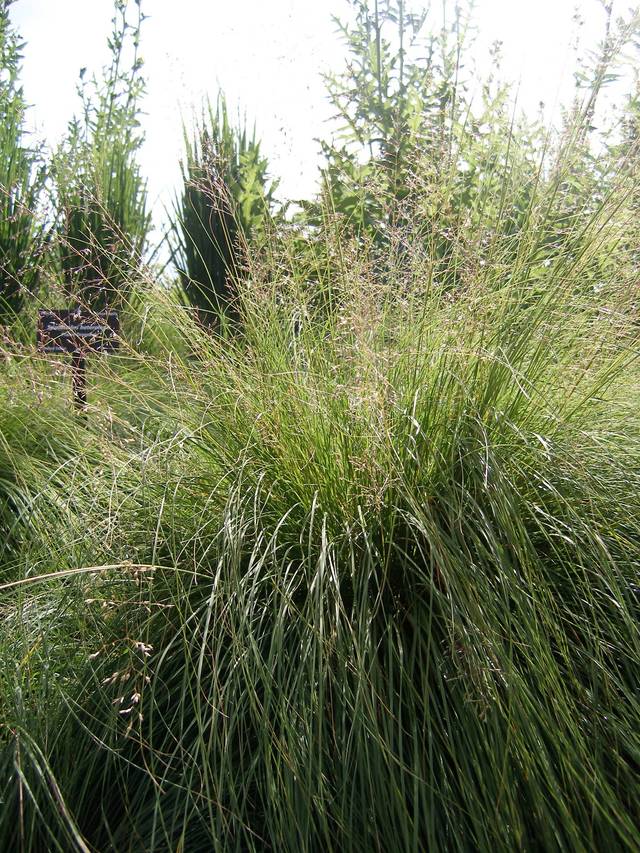 Sporobolus heterolepis