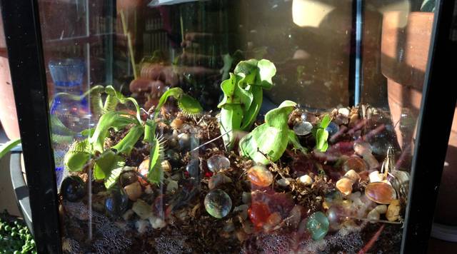 Terrarium de plantes carnivores