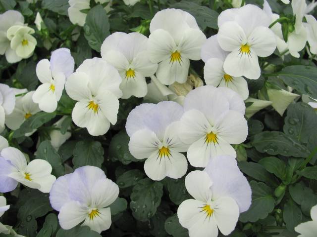 Viola 'Velocity White'