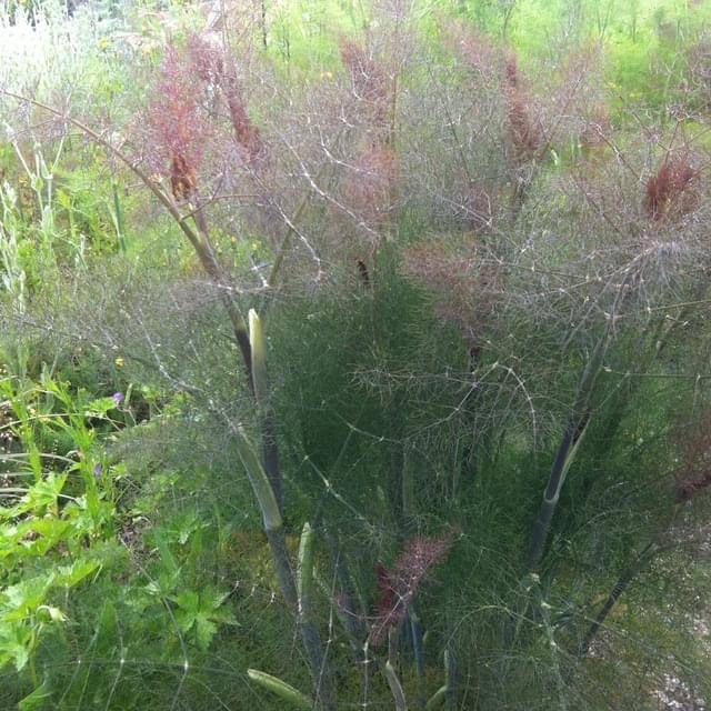 Fenouil bronze  - Foeniculum vulgare purpureum