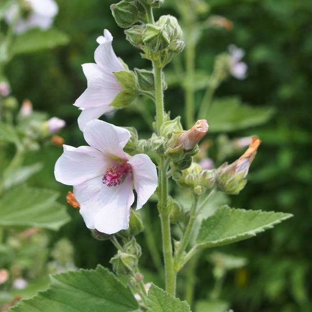 Guimauve officinale BIO - Althaea officinalis (Agnieszka Kwiecie?, Nova / wikimedia.org)