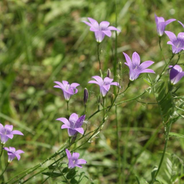 Raiponce BIO - Campanula rapunculus (??????? / wikimedia.org)