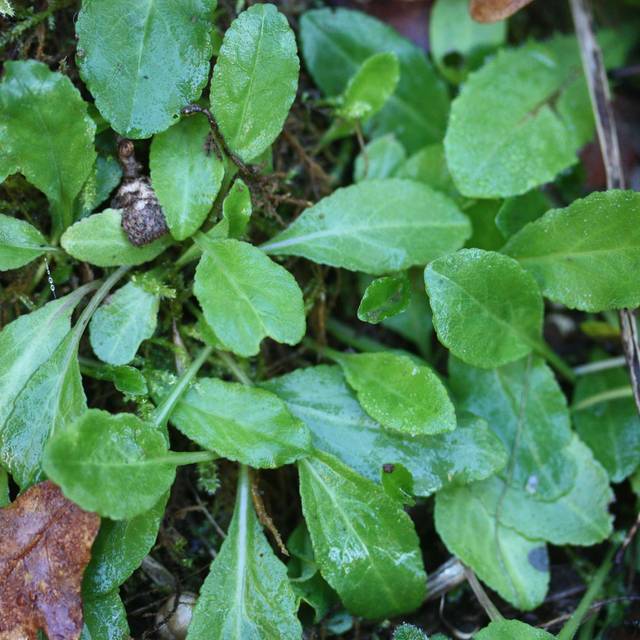 Raiponce BIO - Campanula rapunculus (Thibaut Suisse / wikimedia.org)