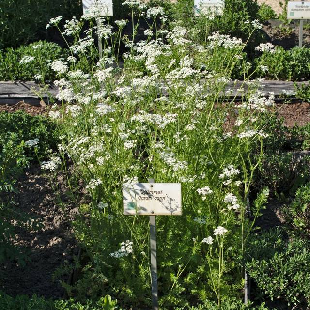 Cumin des prés BIO - Carum carvi (Alexander Klink / wikimedia.org)