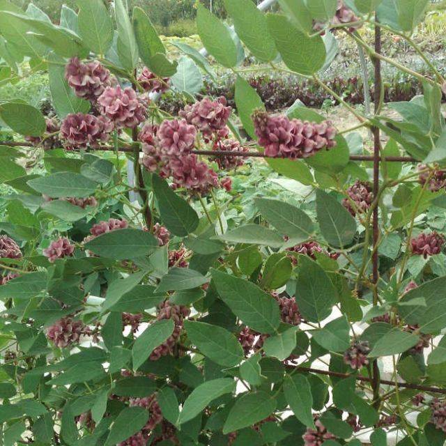 Glycine tubéreuse BIO - Apios americana