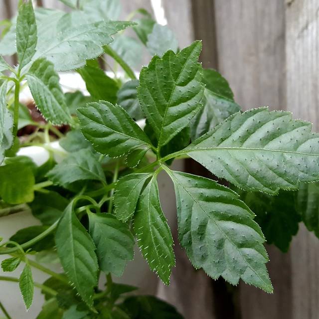 Jiaogulan 'Thé de l'immortalité' BIO - Gynostemma pentaphyllum (Jens Rusch / wikimedia.org)