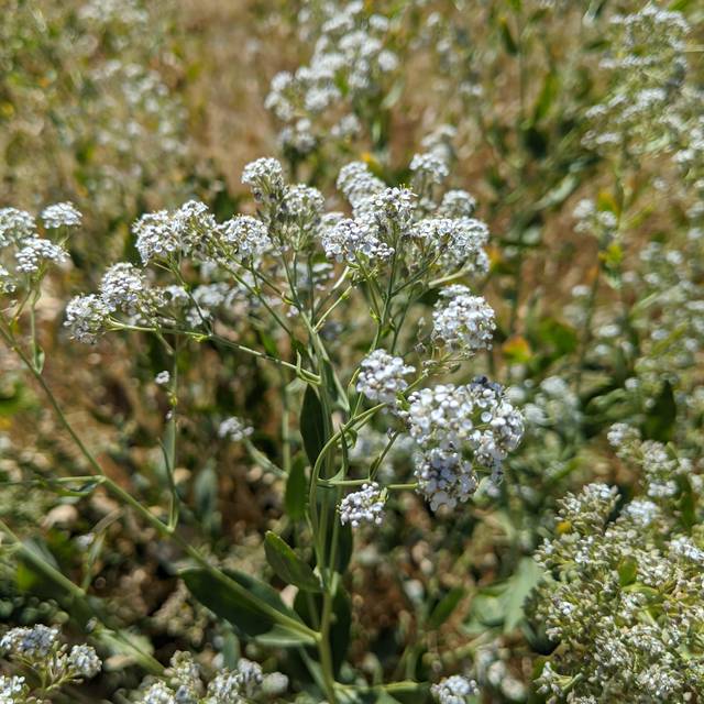 Plante Moutarde -  Lepidium latifolium (Justin / wikimedia.org)
