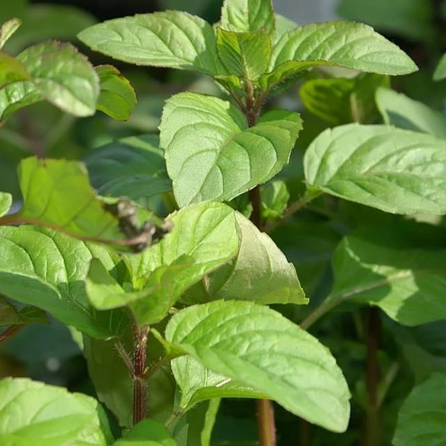 Menthe Citron BIO - Mentha citrata (David J. Stang / wikimedia.org)
