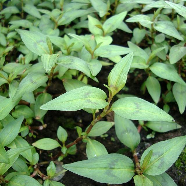 Coriandre Vietnamien ou Polygonum Thaï BIO - Polygonum odoratum (Prenn / wikimedia.org)