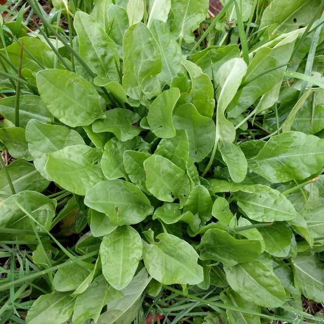 Oseille commune BIO - Rumex acetosa (Michel Langeveld / wikimedia.org)