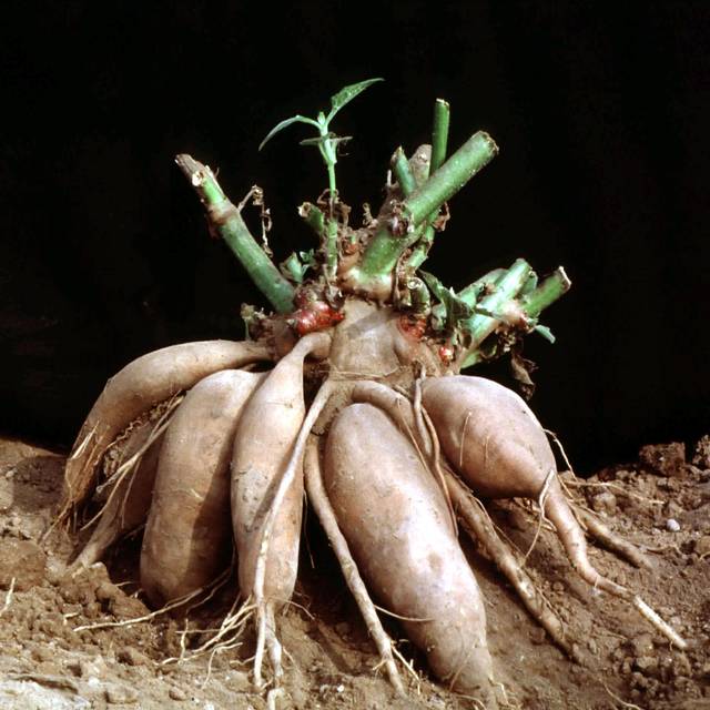 Poire de terre (Yacon) BIO - Smallanthus sonchifolius (NusHub / wikimedia.org)