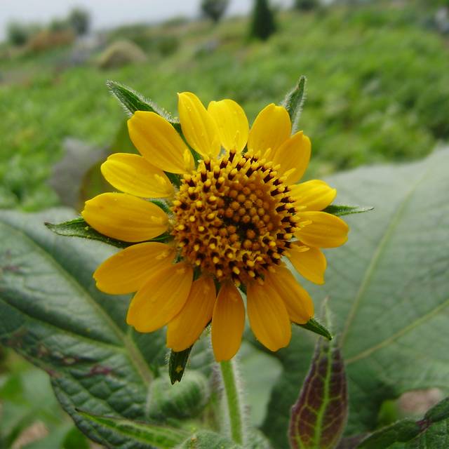 Poire de terre (Yacon) BIO - Smallanthus sonchifolius (Rob Hille / wikimedia.org)