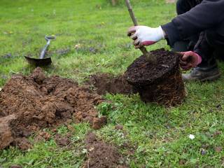 Comment bien planter un arbre