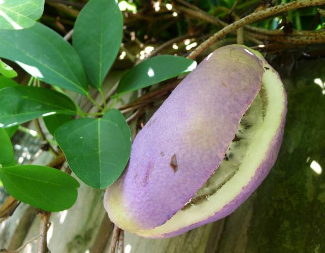 Fruit de l'akebia quinata