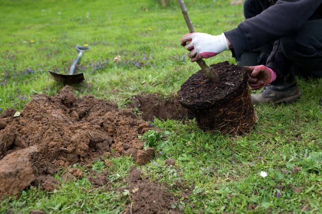 Plantation d'un arbre