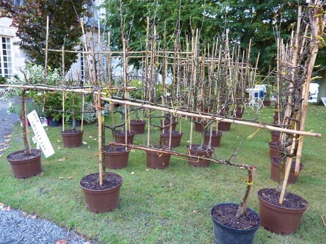 Arbres fruitiers en conduits en espaliers vendus en conteneurs