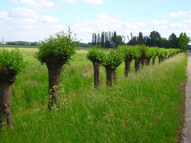 Après émondage (arbres têtards)