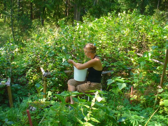 Cueillette du cassis