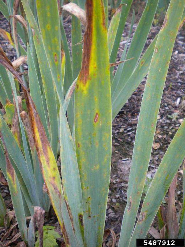 Hétérosporiose de l'iris (Heterosporium iridis / Didymellina macrospora)