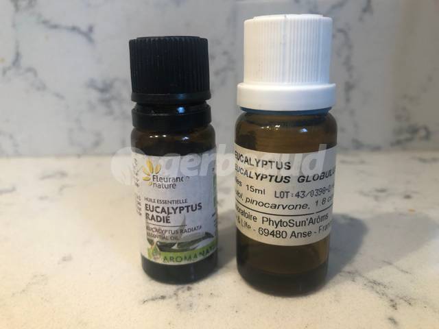 Huile essentielle d'Eucalyptus globulus et E. radiata