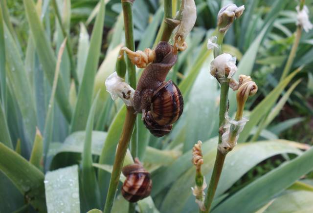 Deux escargots mangeant une tige d'iris