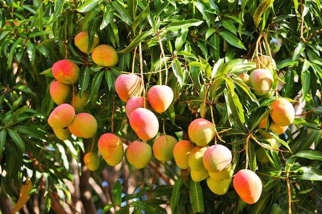 Mangues mûres sur un manguier (Mangifera indica)