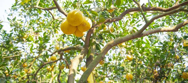 Pomelos dans les branches du pamplemoussier