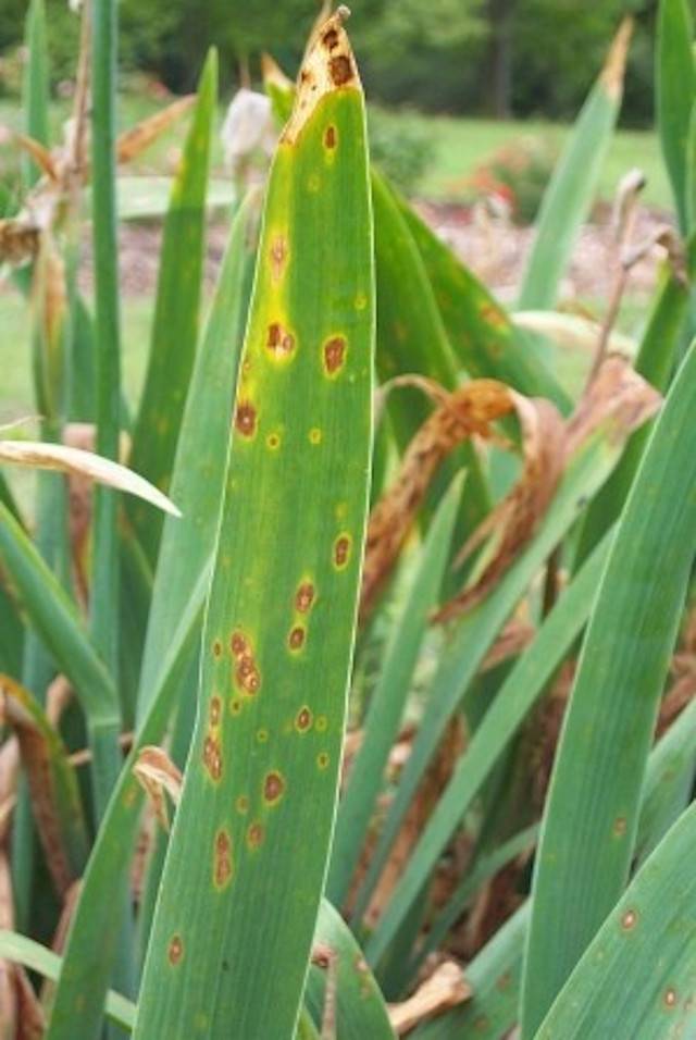 Rouille de l'iris