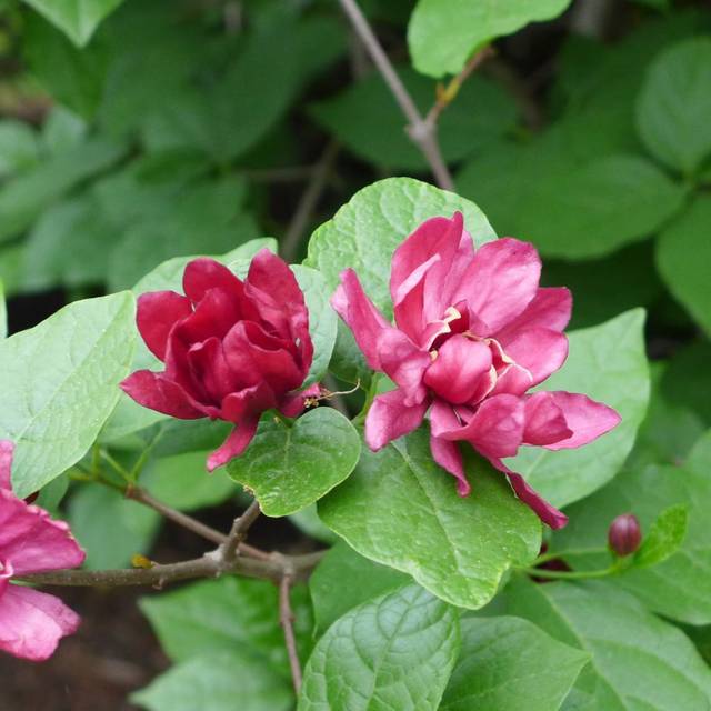 Arbre aux anémones ‘Hartlage Wine’ - Calycanthus (Scott Zona / flickr.com)