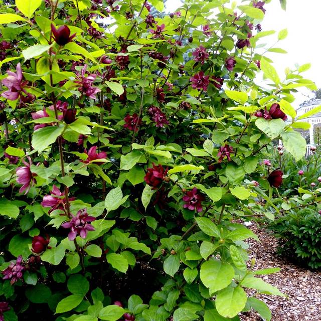 Arbre aux anémones ‘Hartlage Wine’ - Calycanthus (jacki-dee / flickr.com)