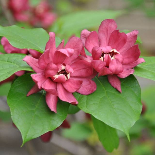 Arbre aux anémones ‘Hartlage Wine’ - Calycanthus (J Biochemist / flickr.com)