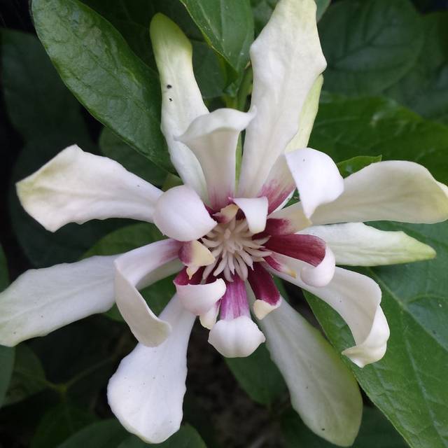 Arbre aux anémones ‘Venus’ - Calycanthus (De Tuin / flickr.com)