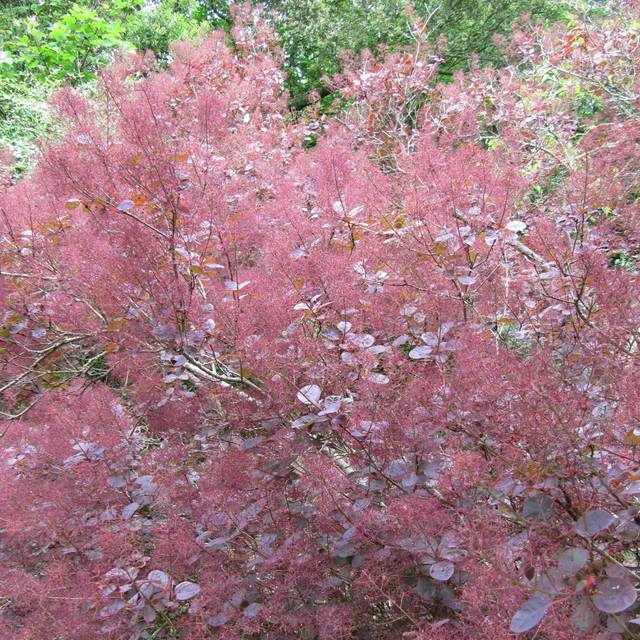 Arbre à perruque 'Royal Purple' - Cotinus (Leonora (Ellie) Enking / flickr.com)
