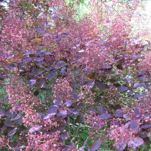 Arbre à perruque 'Royal Purple' - Cotinus (Leonora (Ellie) Enking / flickr.com)