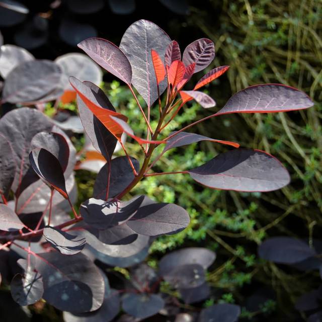Arbre à perruque 'Royal Purple' - Cotinus - Feuillage (Patrick / flickr.com)